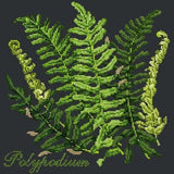 Polypodium - NEEDLEWORK KITS