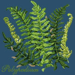 Polypodium - NEEDLEWORK KITS