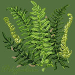 Polypodium - NEEDLEWORK KITS