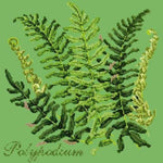 Polypodium - NEEDLEWORK KITS