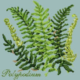 Polypodium - NEEDLEWORK KITS