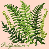 Polypodium - NEEDLEWORK KITS