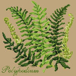 Polypodium - NEEDLEWORK KITS