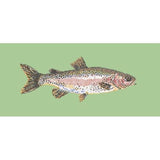 Rainbow Trout - NEEDLEWORK KITS