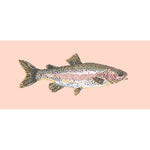 Rainbow Trout - NEEDLEWORK KITS