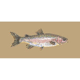 Rainbow Trout - NEEDLEWORK KITS