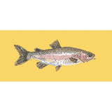 Rainbow Trout - NEEDLEWORK KITS