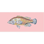 Vermilion Seabass - NEEDLEWORK KITS